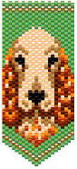 DP Cocker Spaniel