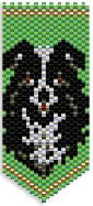 DP Border Collie
